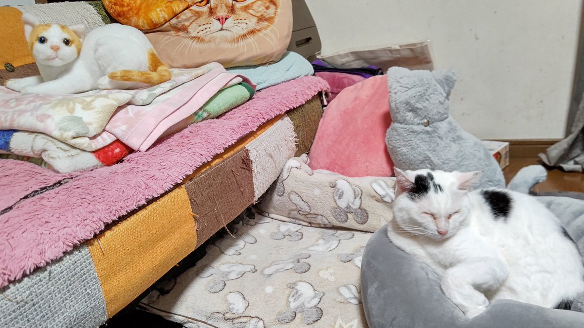 リアルな猫のぬいぐるみ リアルな猫のぬいぐるみ