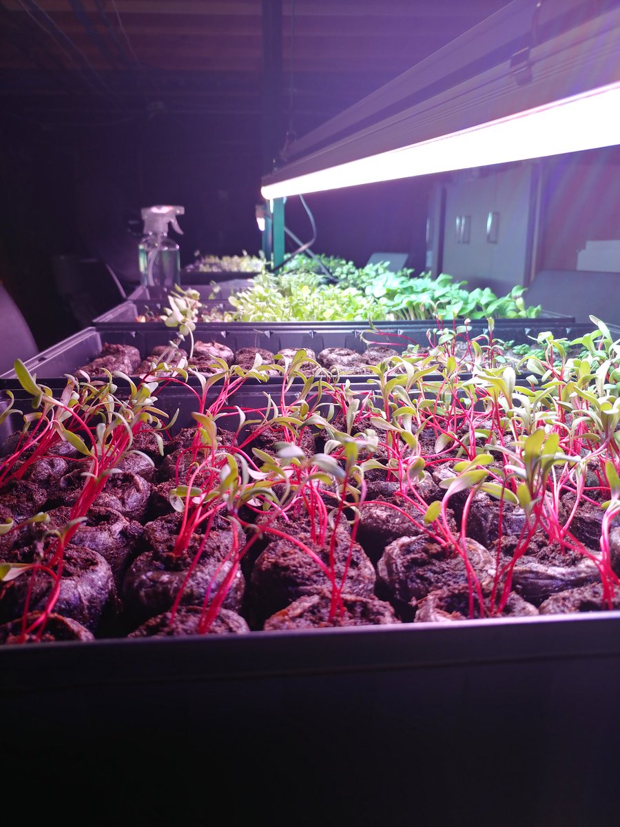 DemetersWay's tweet image. Swiss chard is so pretty 😍
#BlacksInGreen #UrbanGardening #SwissChard #Gardening