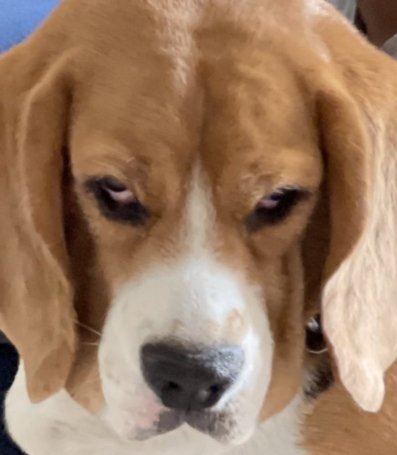 revatlasmemes's tweet photo. When someone calls you up and asks "Who let the dogs out" and hangs up https://t.co/nAM48RoJj8