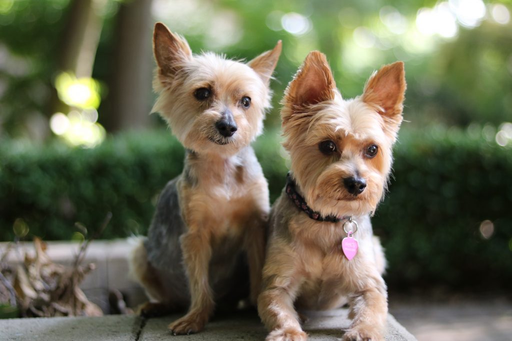 Cute Yorkies of Instagram #mylittleyorkiworld #yorkie is.gd/EKJRZh