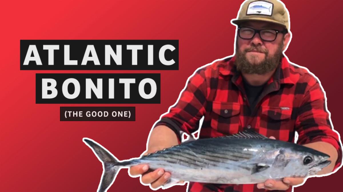 FishPoster's tweet image. Episode 51: Atlantic Bonito (the good one) w Capt. Ray Brittain conta.cc/3u5YJKd