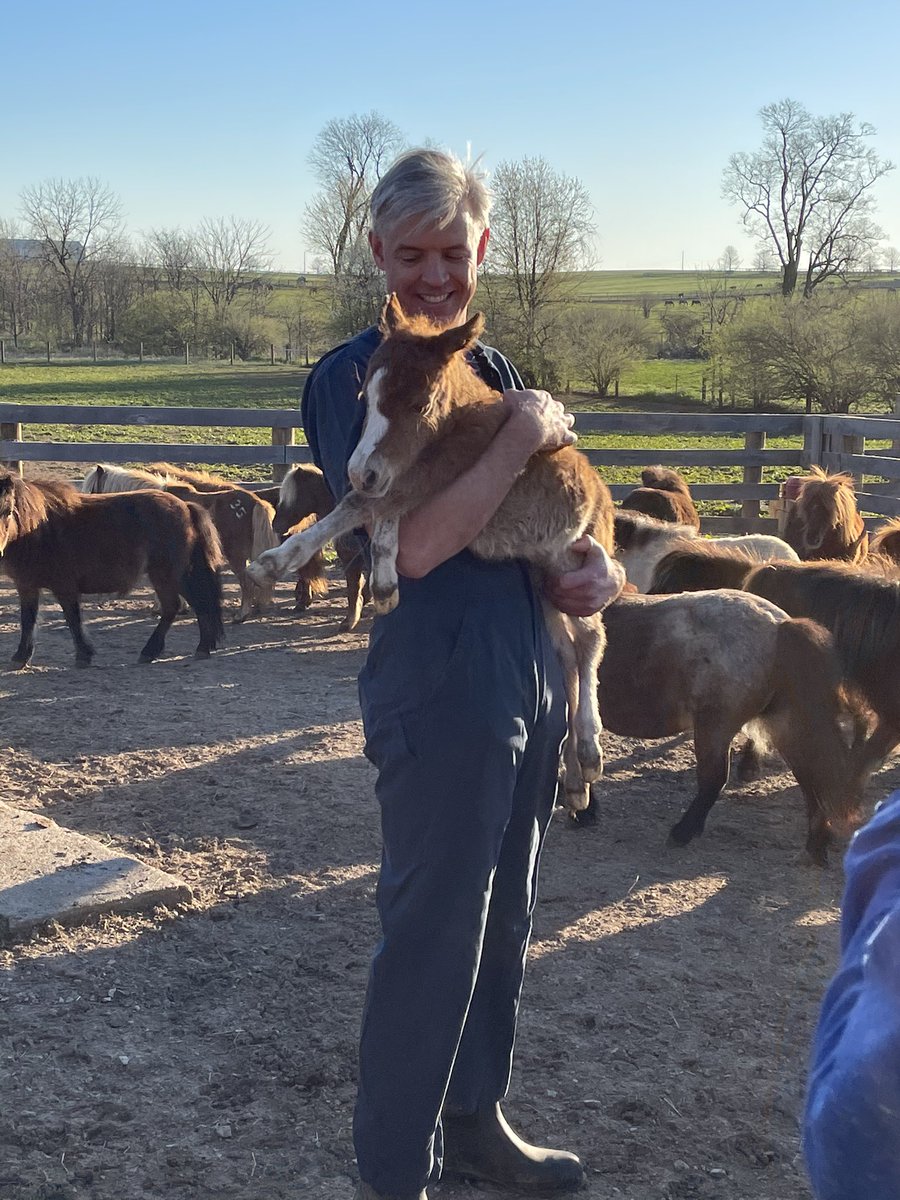 First mini foal of the season this morning! 

Many more to come!

#HistoricHerds