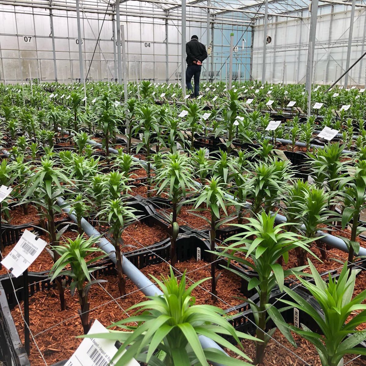 vws_flowerbulbs's tweet photo. The lilies in our testing greenhouse are growing well. A few weeks ago we posted the picture of the moment that they were put into the greenhouse. Today, the average length of these lilies is 25 cm. We are excited for the coming period. Grow well, lilies! https://t.co/q3DpiPsX90