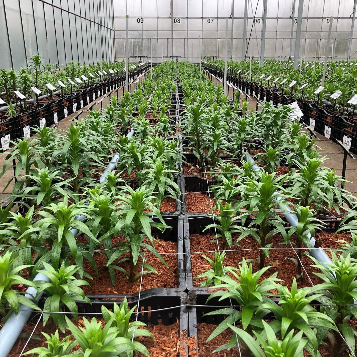 The lilies in our testing greenhouse are growing well. A few weeks ago we posted the picture of the moment that they were put into the greenhouse. Today, the average length of these lilies is 25 cm. We are excited for the coming period. Grow well, lilies!