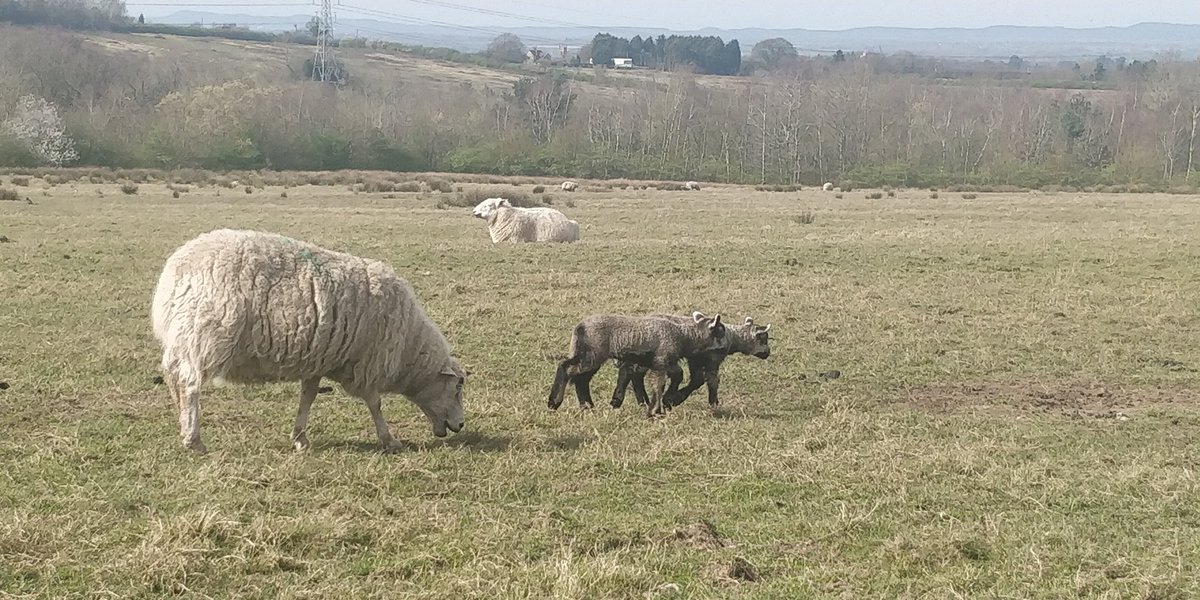 I could post pictures of the uPVC windows we fitted in Lawley Telford today but these lambs are much cuter 🥰 #lawleylambs #lambsoflawley