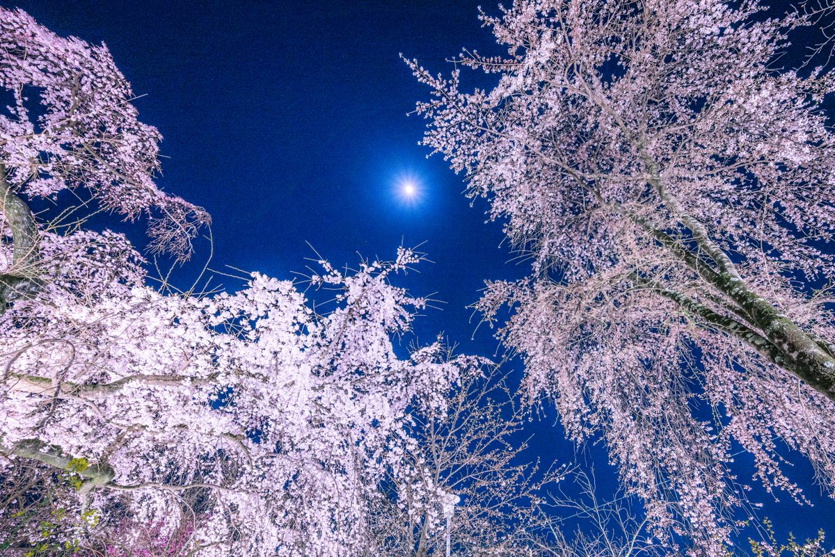 Iori Takano 平野神社の桜ライトアップが楽園だった