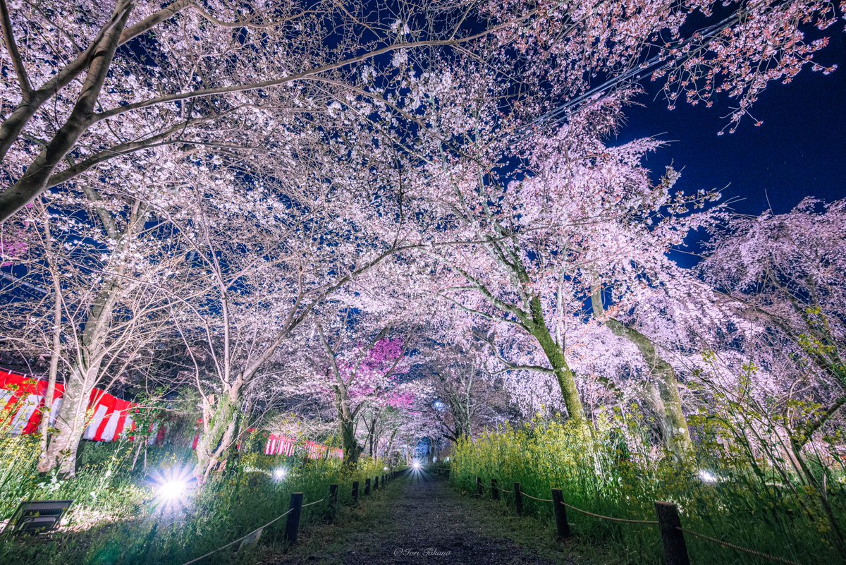 Iori Takano 平野神社の桜ライトアップが楽園だった