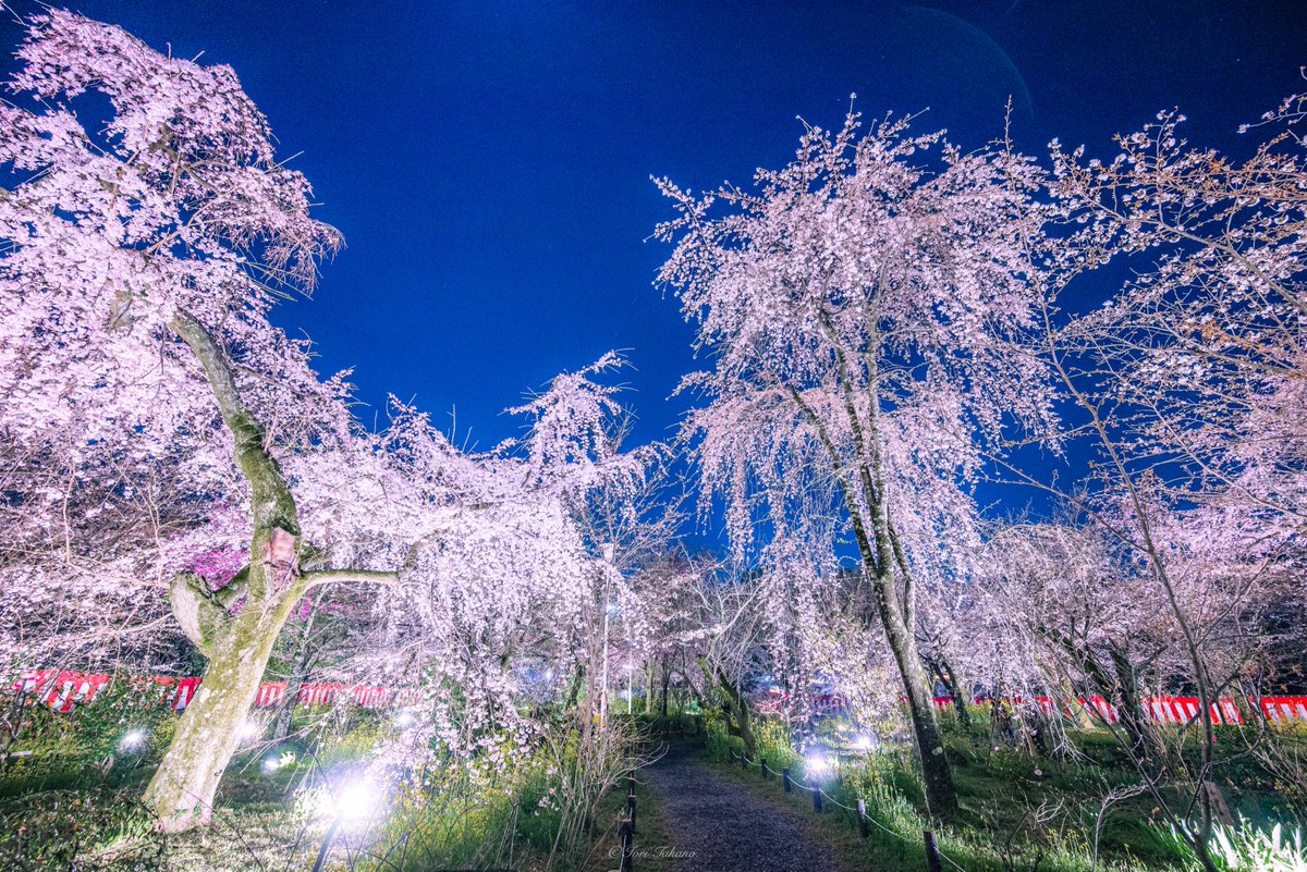 Iori Takano 平野神社の桜ライトアップが楽園だった