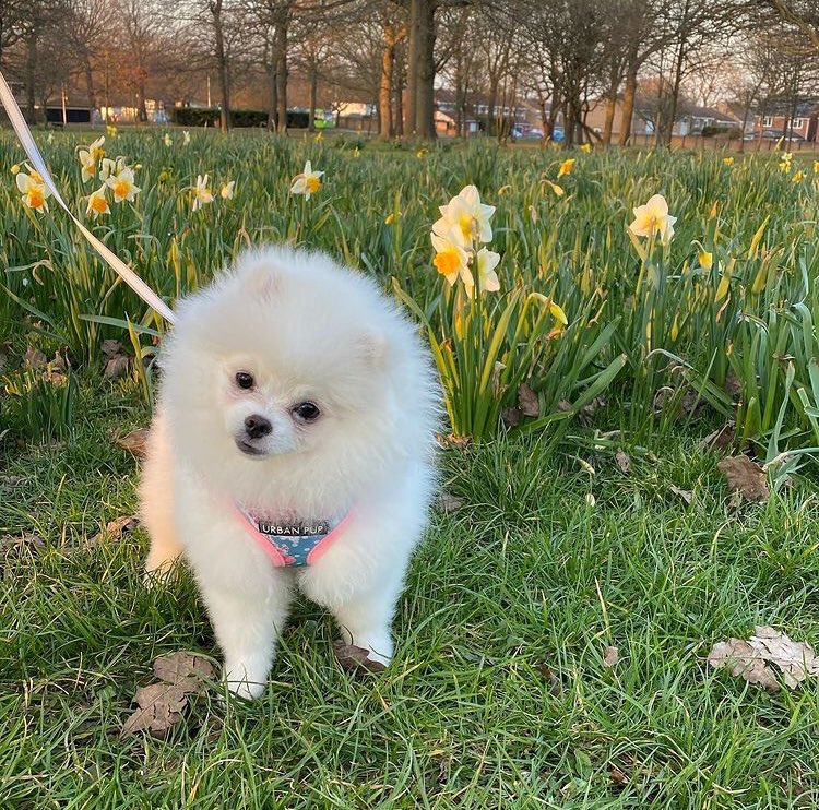 UrbanPup's tweet photo. It definitely is feeling like spring has sprung!
Time to dust if those spring florals 🌷
📸 @darciethepom
#urbanpup #pup #puppy #pomsofinsta #springflorals #springwalks https://t.co/4omQoaYd3c