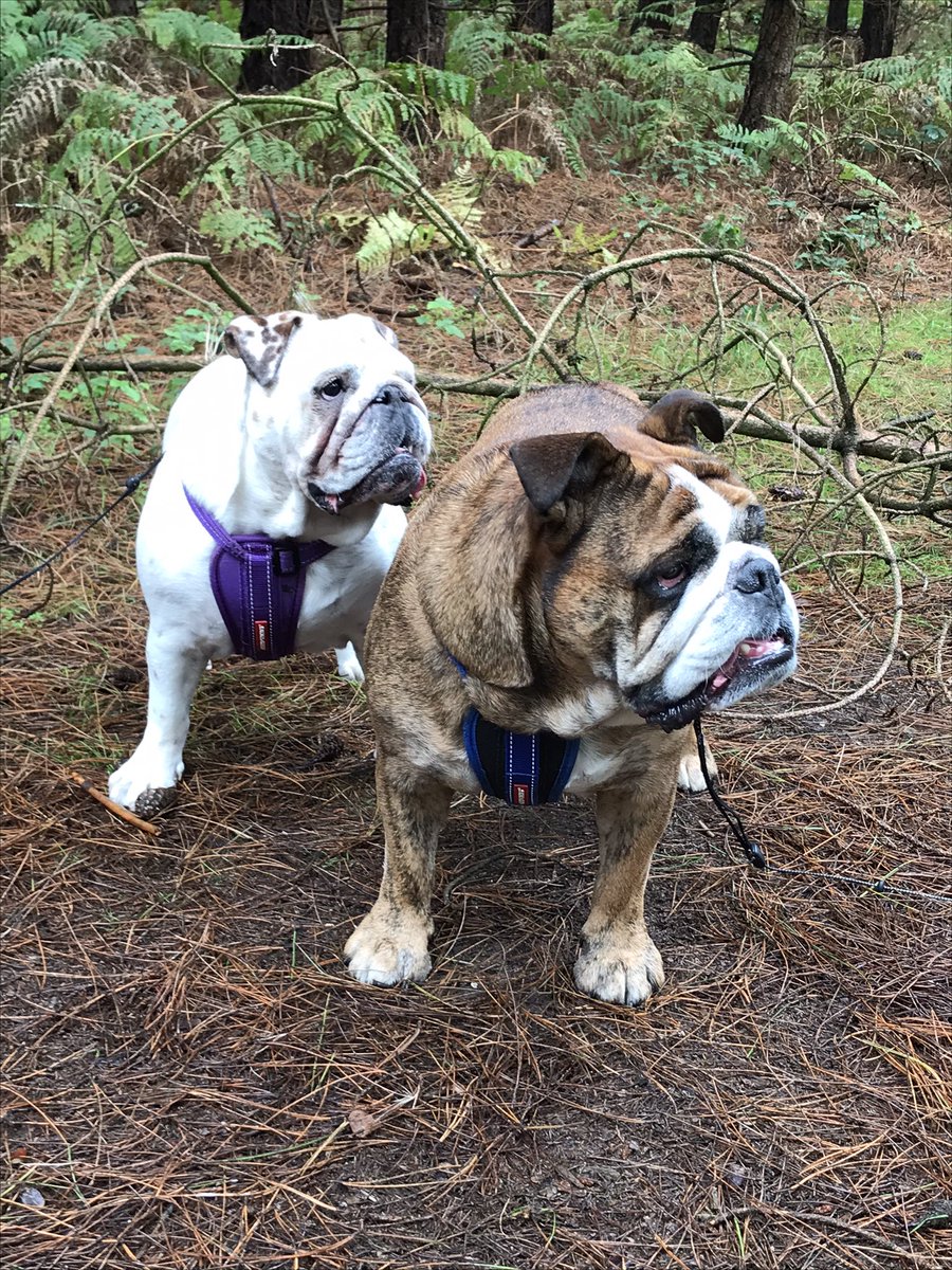 GuidoLock's tweet image. Mixed up pictures for our TOT 
Dr Guido is doing great looking after MM 👏 week 7 on Friday just in time for Easter Treats paws 🐾 crossed. 
#5weekstogo