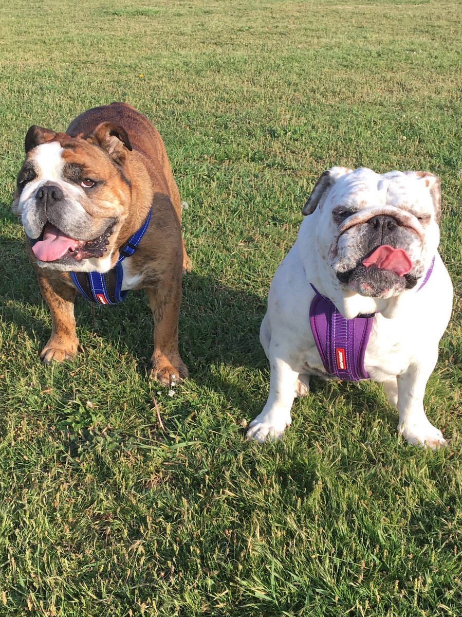 GuidoLock's tweet image. Mixed up pictures for our TOT 
Dr Guido is doing great looking after MM 👏 week 7 on Friday just in time for Easter Treats paws 🐾 crossed. 
#5weekstogo