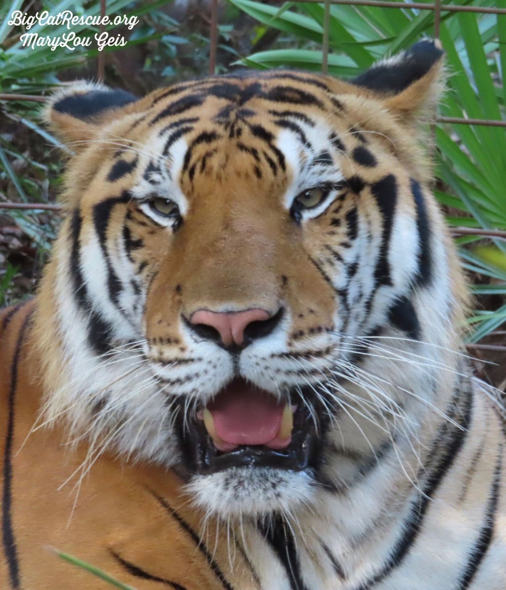 BigCatRescue tweet picture