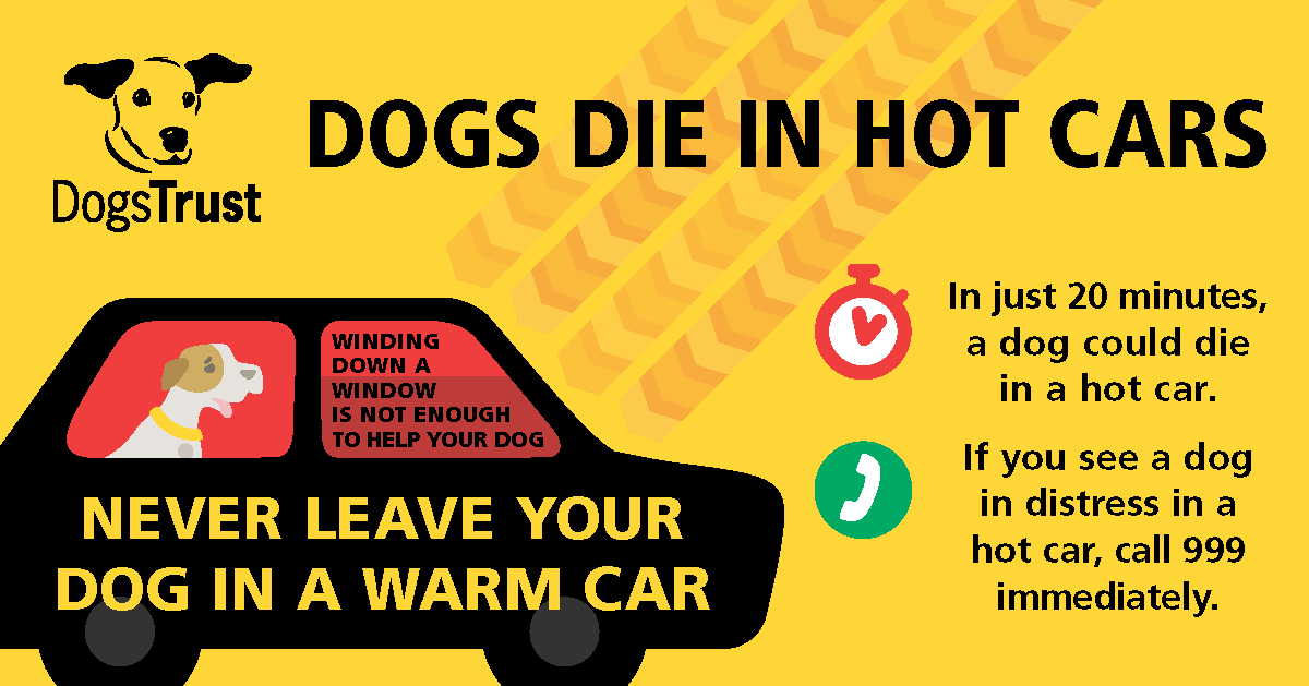 DogsTrust's tweet photo. With temperatures set to increase this week, please remember to never leave your dog in a warm car 🐶☀️
👉 https://t.co/NKhfIzoIFu https://t.co/4VBAcBmtNU