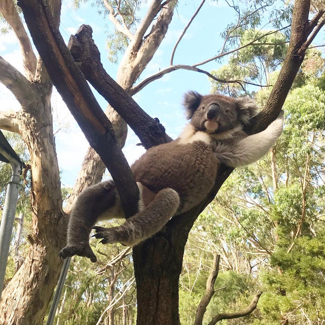 Draw me like one of your French girls 😜 

Meet Allen, a resident #koala at #ClelandWildlifePark who clearly feels right at home amongst the gum trees in @southaustralia. 

 #seeaustralia #adelaidehills #visitadelaidehills