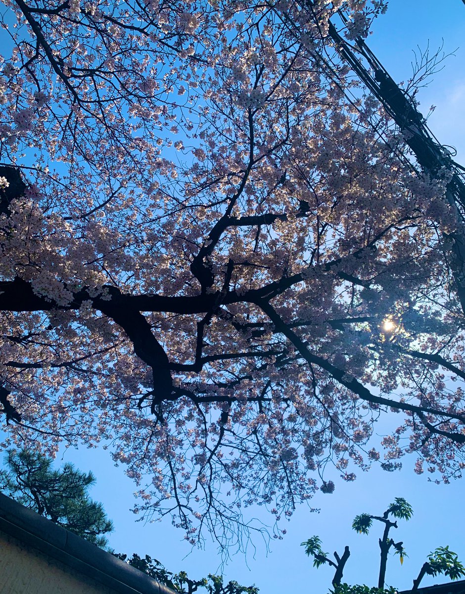 小坂りゆ Kosaka Riyu Twitter