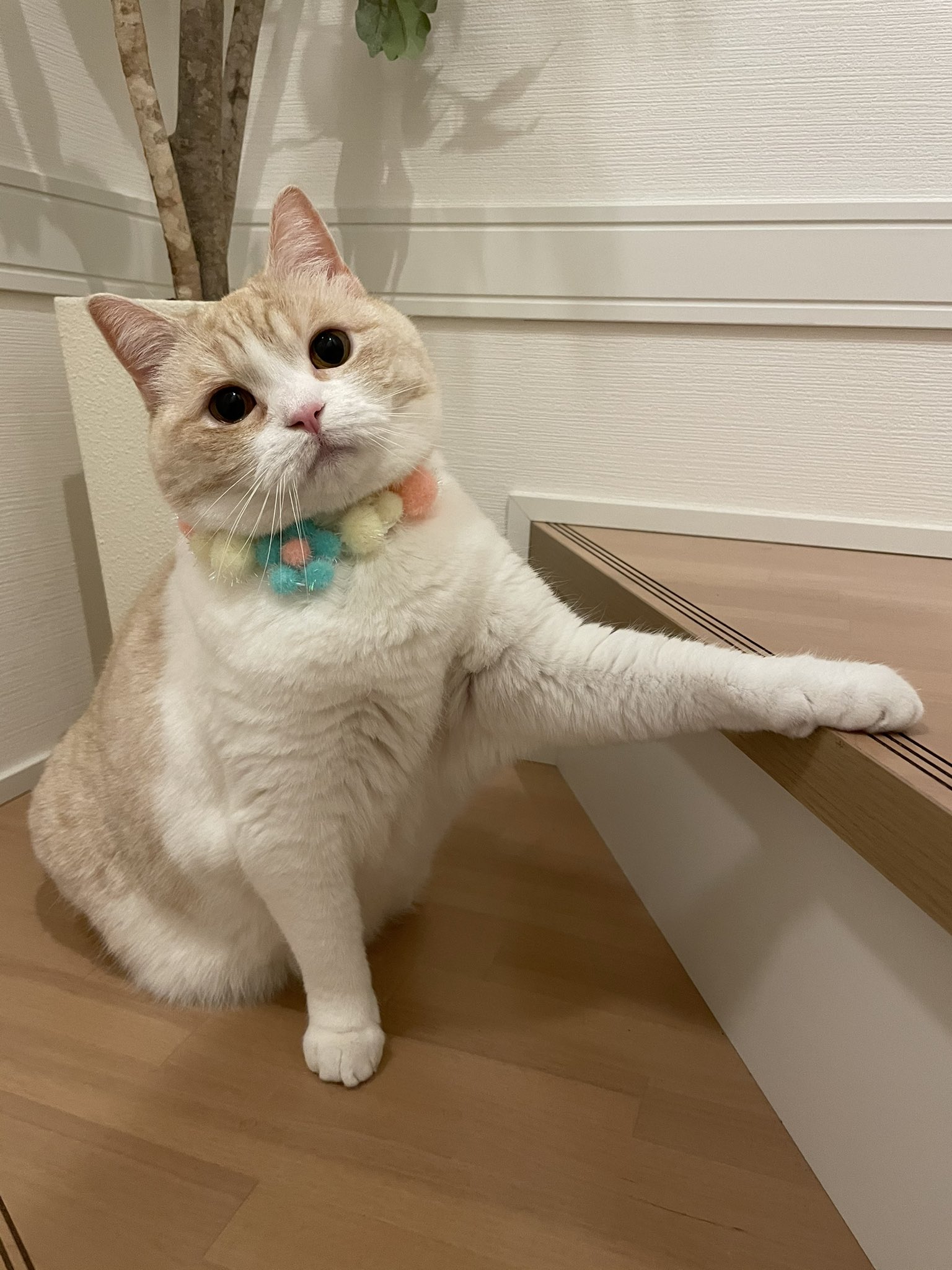 手作り猫グッズ Twitter Search Twitter