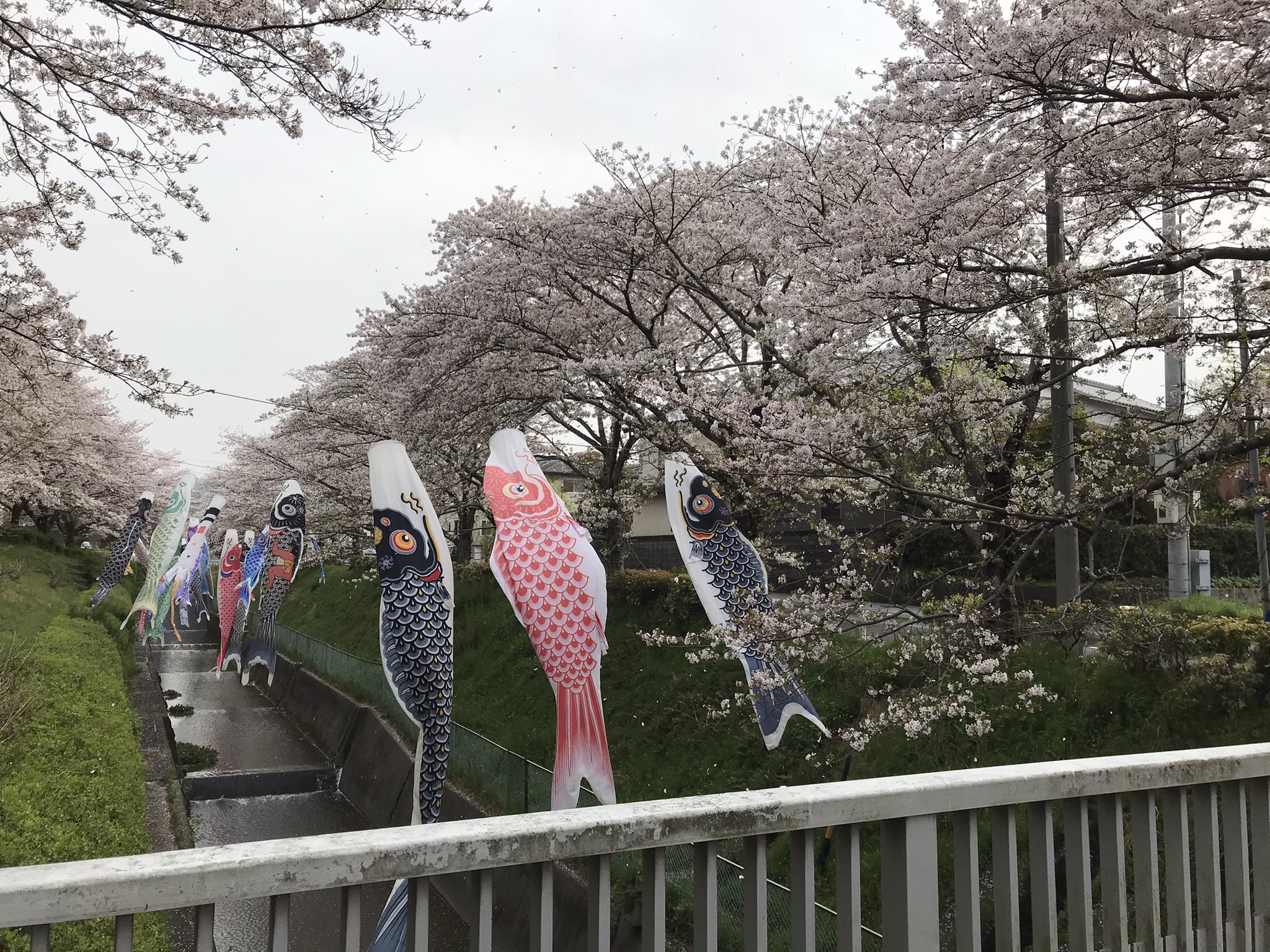 山田 ひろし 久保公園の桜と鯉のぼりが見ごろです 掛川市駅南にお寄りの際は 久保公園まで足を運んでみてください T Co Okwesaxd4g Twitter