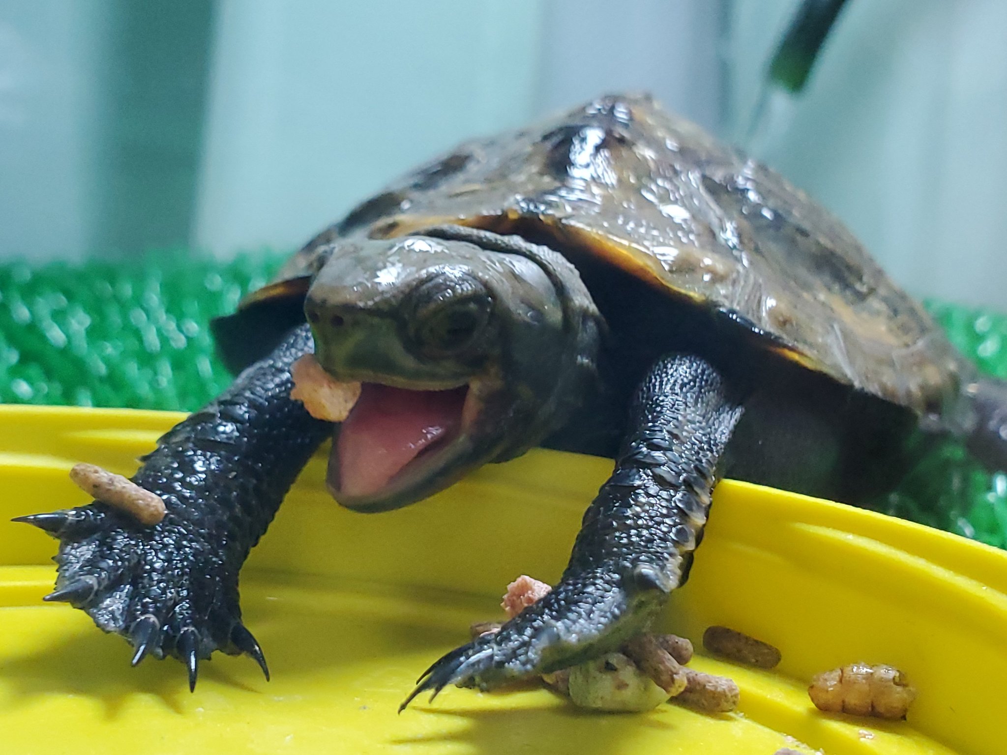 夜亀 爬虫類の舌可愛い 可愛いよね 連射しまくった今日の舌の収穫 イシガメ 爬虫類好きさんと繋がりたい T Co 718fnnxpz7 Twitter