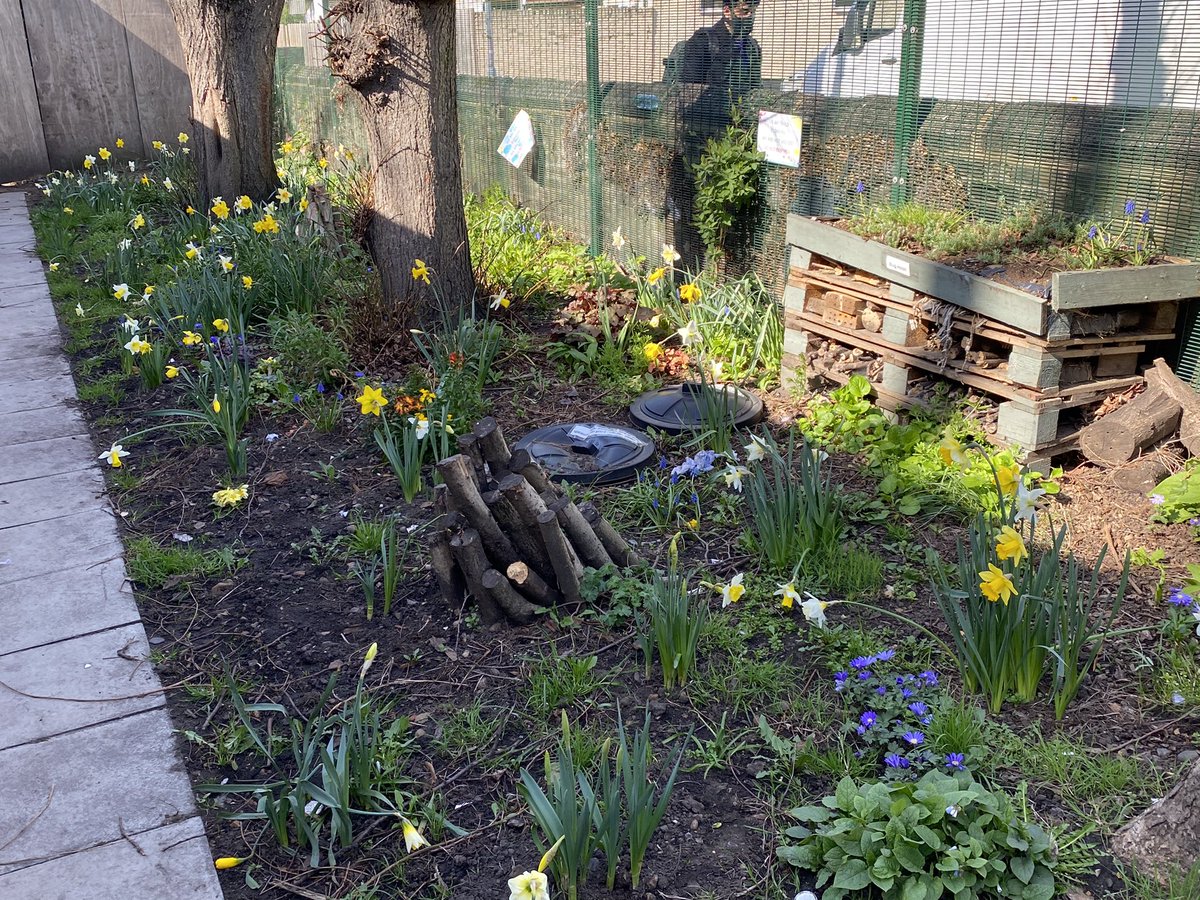apiculturalLdn's tweet photo. The @TCESEastLondon wildlife garden is looking radiant this morning in the lovely spring sunshine. The pupils spring flowers are blooming and the bees are buzzing about their business. We have Sparrows and Starlings checking out the nest boxes. https://t.co/evWgAEBvwO