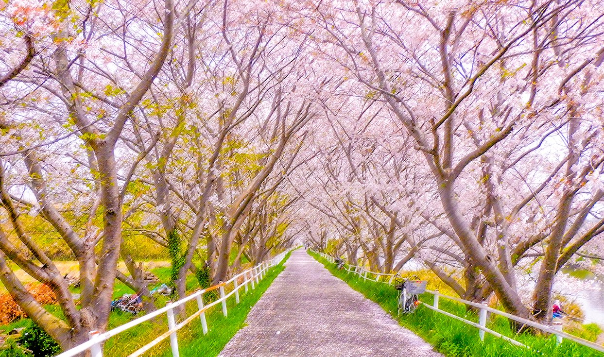 ナンデモ 散り際の桜並木がとても綺麗でした たまには加工して少しイラストっぽく 桜並木 散り際 綺麗 T Co Hfti9vhosj Twitter