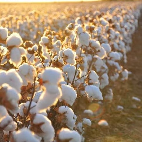 AAgeruo's tweet photo. Thidiazuron 360g/L + Diuron  180g/L SC
Used on Cotton, spray to defoliate
Hot selling now☺☺
Any interested in , pls contact me
whatsapp: 86 19932781542 https://t.co/YfWOGSD3zr