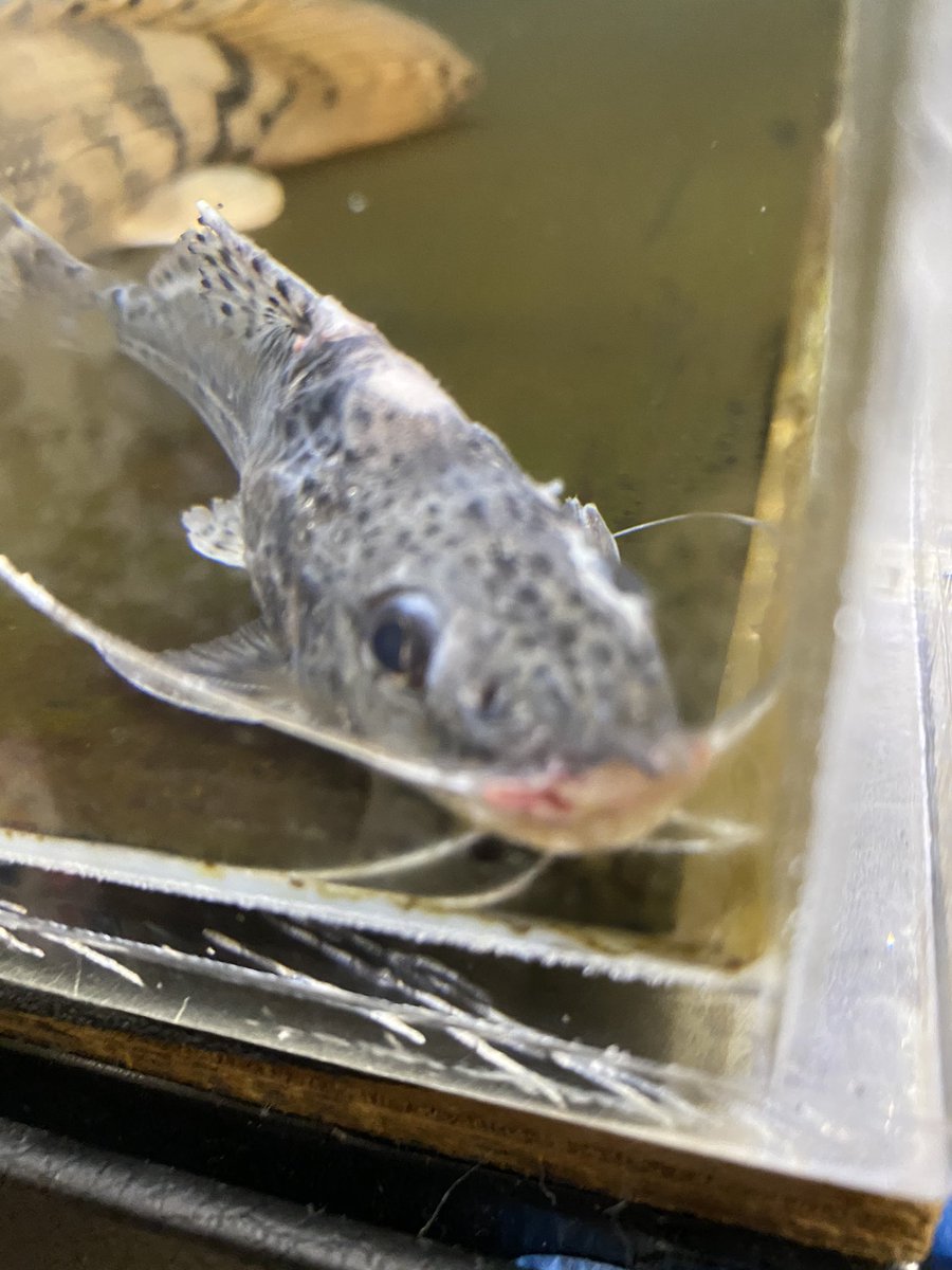 ピクタスキャット ピクタスキャット