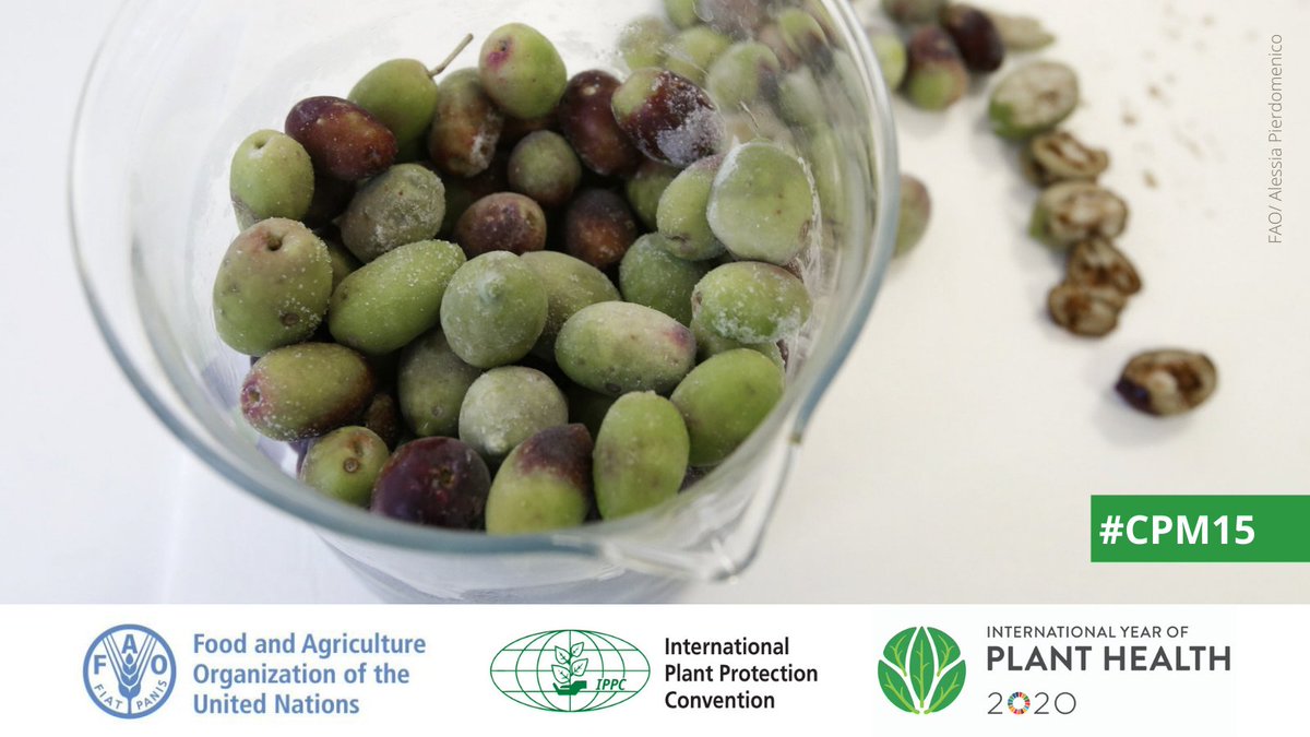 ippcnews's tweet photo. 📢 The draft report of the 15th session of the Commission on Phytosanitary Measures is posted in all languages!

📌 #CPM15 will adopt the report during a closing session on Thursday, 1 April.

➡️ https://t.co/QEIZZ3HfnH

#PlantHealth 🌱
#IYPH 🌿 https://t.co/YRtMc7VzTx
