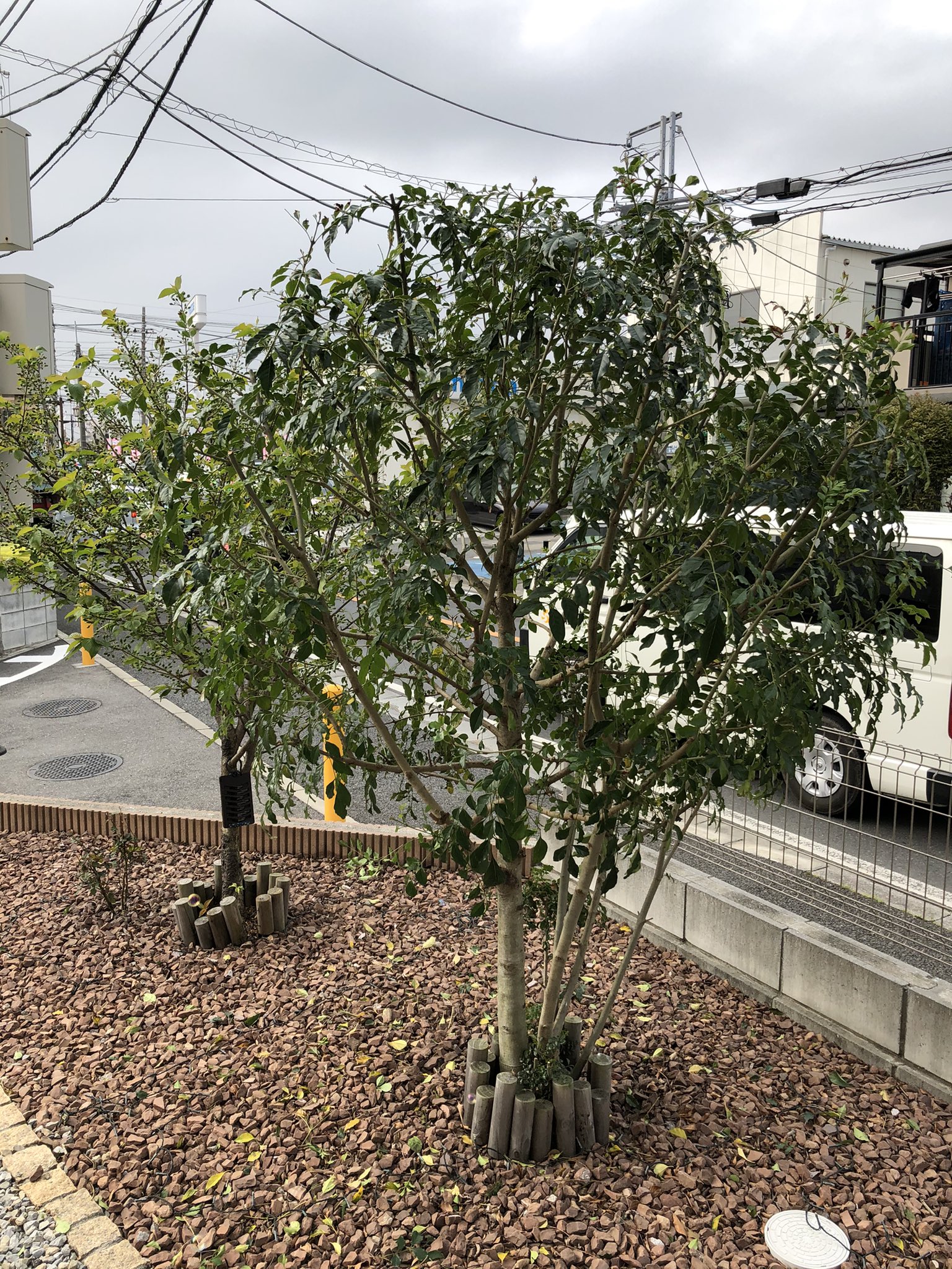 強剪定 Twitter Search Twitter