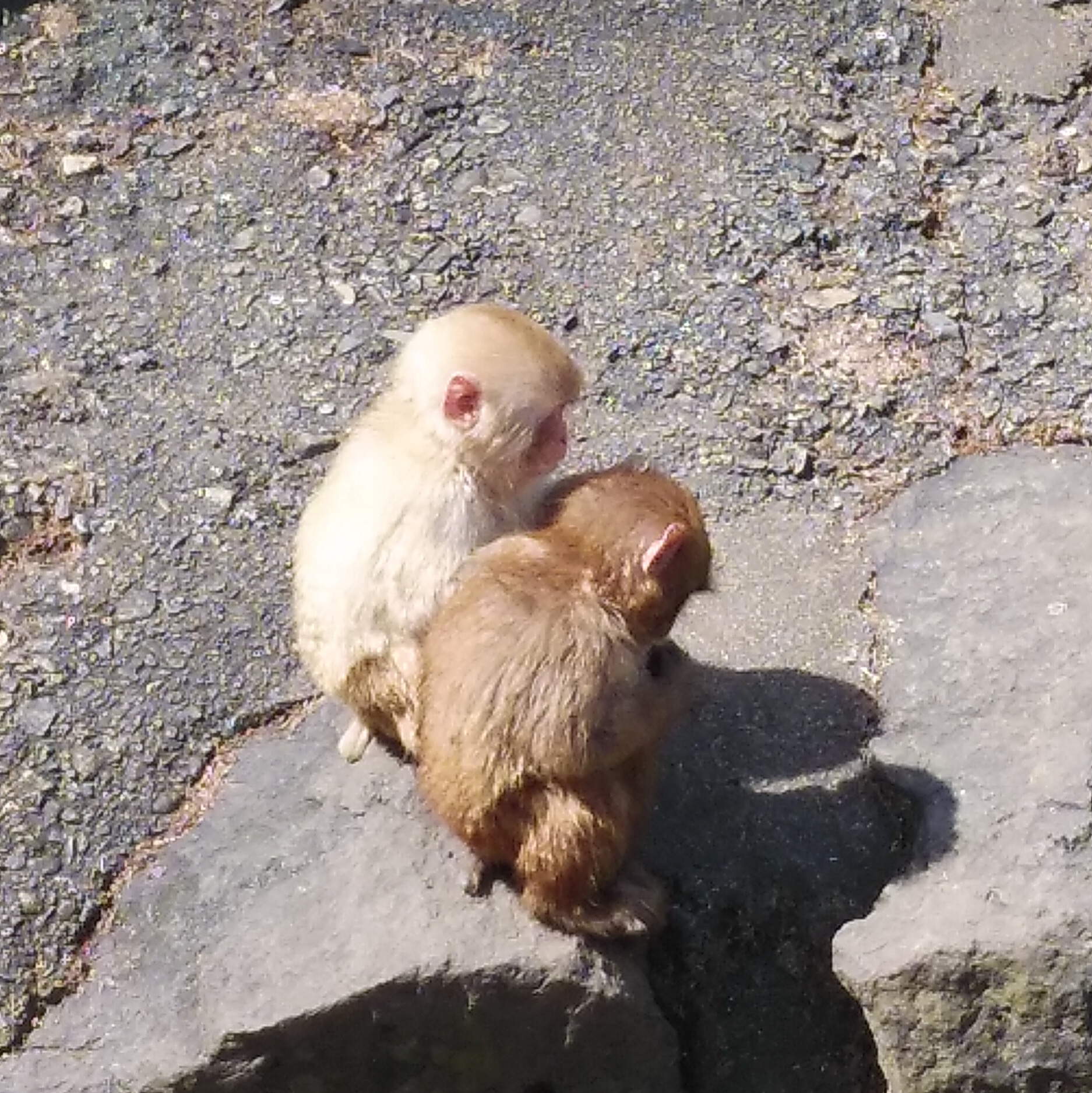 サチコアラ 草津熱帯圏の猿山の猿ちゃん 小さい子はかわいいな T Co Oktekvidot Twitter