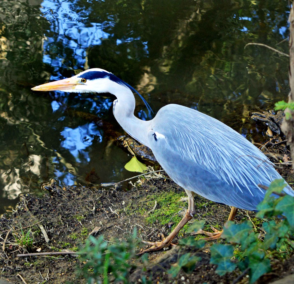 magdalenoxford's tweet photo. If looks could kill...😆

#GrumpyHeron just trying to go about his 'blooming business' without being photographed on Addison's Walk https://t.co/rZEDsQPkjZ