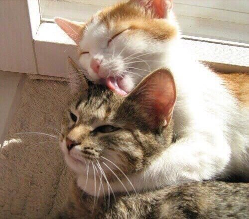 imflowerslover's tweet photo. @S_KoteyKA666 не грусти, смотри какие котики! :зз https://t.co/tjcmMhdT1k