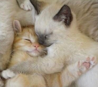 imflowerslover's tweet photo. @S_KoteyKA666 не грусти, смотри какие котики! :зз https://t.co/tjcmMhdT1k