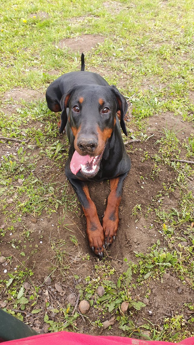 radatheboss's tweet photo. Digga tunnah! 🤣
#dogsoftwitter #DracoDominusdobermannkennel #DracoDominusprincess #dogs #puppylove #dobermanpinscher #worlddoberman #DogsofTwittter #dogsduringlockdown #furry https://t.co/jxC7eazsaQ