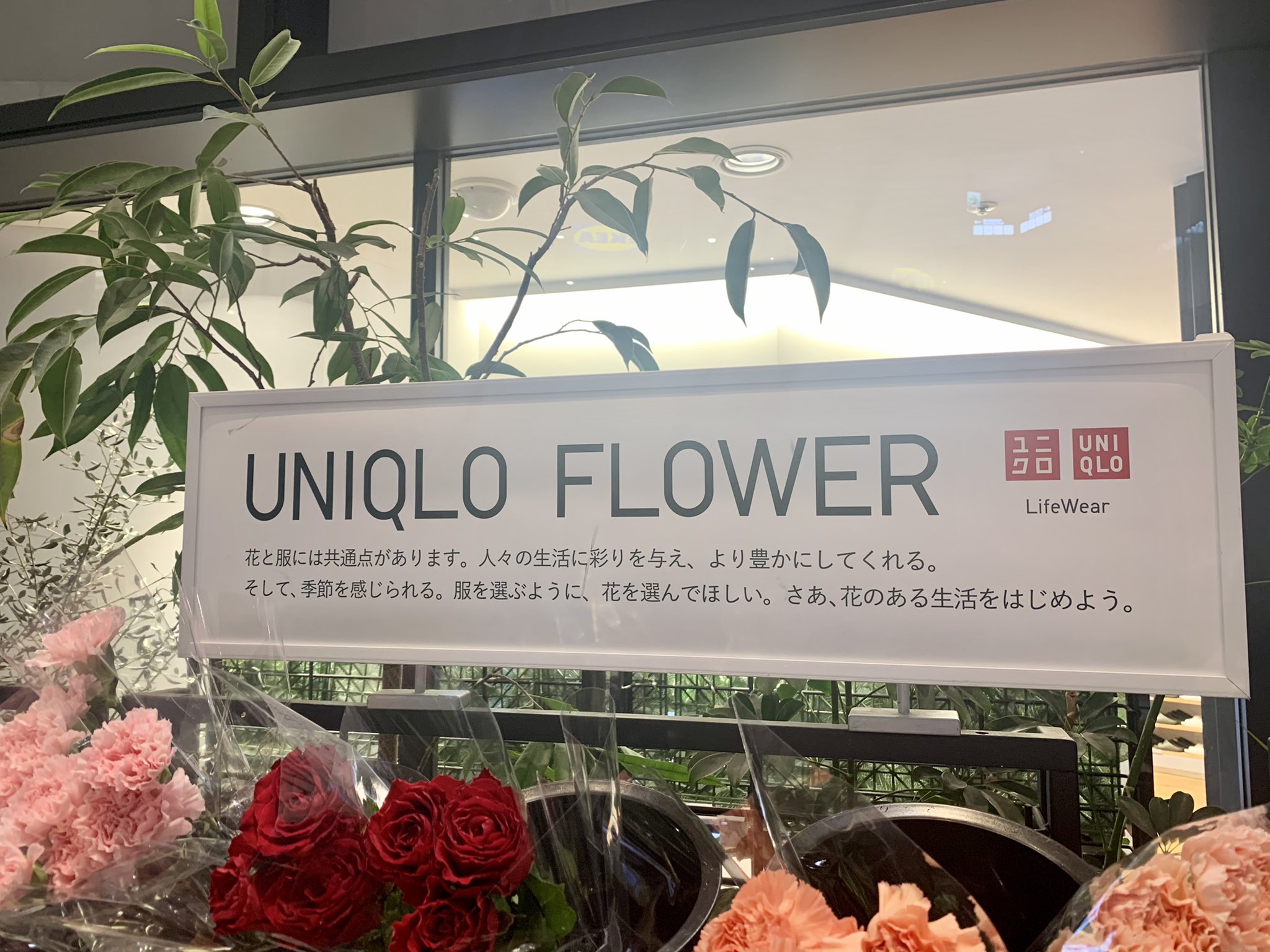 ありちゃん 美容系tiktoker ユニクロが出してるお花屋さんが最高だったのでシェアします 2 3輪入っててお値段 まさかの合計390円で買えた ブーケタイプも売ってあるんだけど他店舗だと3 000円くらいしそうな大きさのブーケが1 3円 しかもデザイン