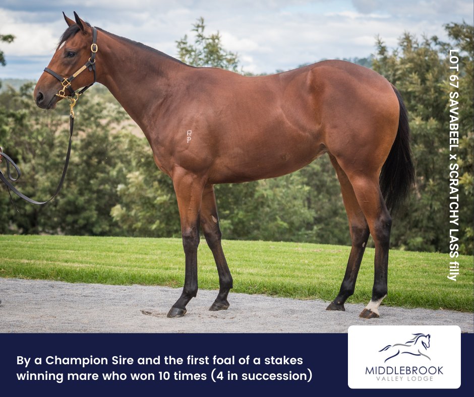 Middlebrookstud's tweet photo. They're now parading at #riversidestables; let's give you an insight to each yearling in our Draft in the lead in to this year's @inglis_sales #Easter Yearling Sale https://t.co/B7iTb9TN9Y