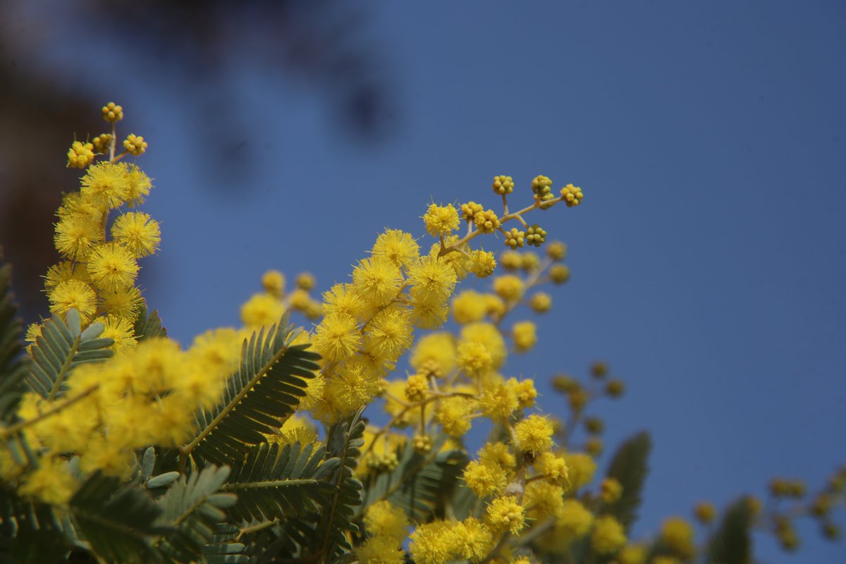 gontanokoneroku's tweet photo. Mimosa 😁 https://t.co/Rsf5jrDJe4