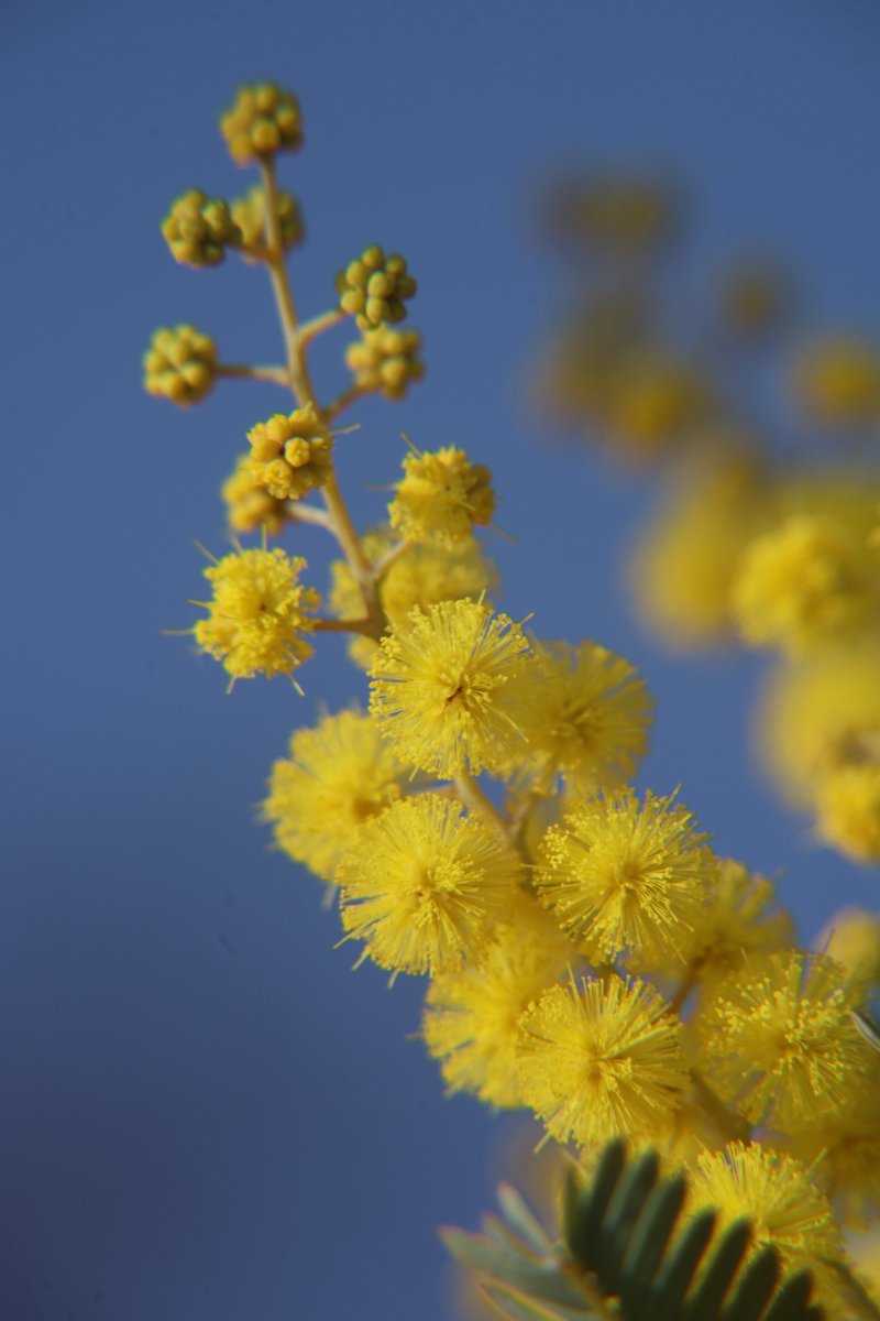 gontanokoneroku's tweet photo. Mimosa 😁 https://t.co/Rsf5jrDJe4
