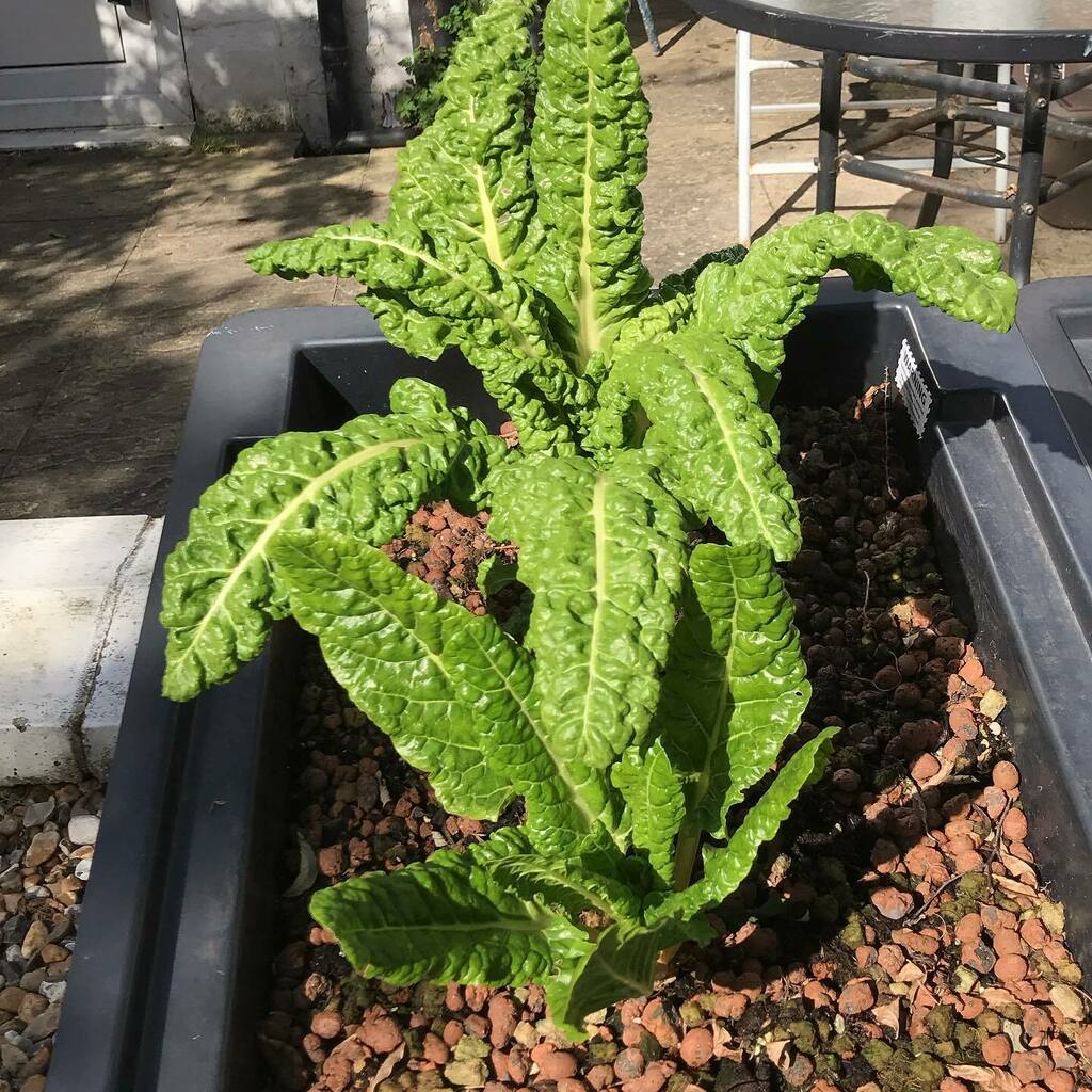 CountCultConcep's tweet photo. Spinach loving the first few days of spring, the smaller one sprouted in December and survived the winter and now getting its rewards. 
#homegrown #homegrownfood #urbanfarming #microfarm #organic #aquaponics #passiveaquaponics #london #brockley #SE4 https://t.co/uJUeWF5nyO https://t.co/9CKBjhulCC