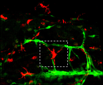 Aaron Scott (@aaronjonscott) on Twitter photo Check out this PhD position in the Gurevich Lab <a href="/UniofBath/">University of Bath</a>
findaphd.com/phds/project/m…
You'll be working to define defects in angiogenesis using zebrafish and human tissue culture to rescue healing in diabetic wounds!
Deadline: Tuesday, April 13, 2021 Check out this PhD position in the Gurevich Lab <a href="/UniofBath/">University of Bath</a>
findaphd.com/phds/project/m…
You'll be working to define defects in angiogenesis using zebrafish and human tissue culture to rescue healing in diabetic wounds!
Deadline: Tuesday, April 13, 2021