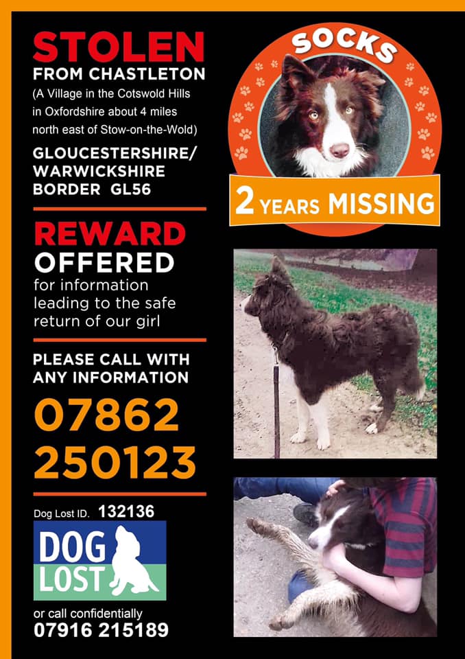 The_Animal_Team's tweet photo. #Socks is still #missing #stolen 20/7/18 from #Chastleton a village in the #Cotswolds about 4 miles NE of #StowOnTheWold #Gloucestershire #GL56 area. 💥REWARD LEADING TO SAFE RETURN OF THIS MUCH MISSED GIRL💥 https://t.co/TZtjecIq7g Contact details on poster. #dogs #dogsoftwitter https://t.co/G32B2K8vfa