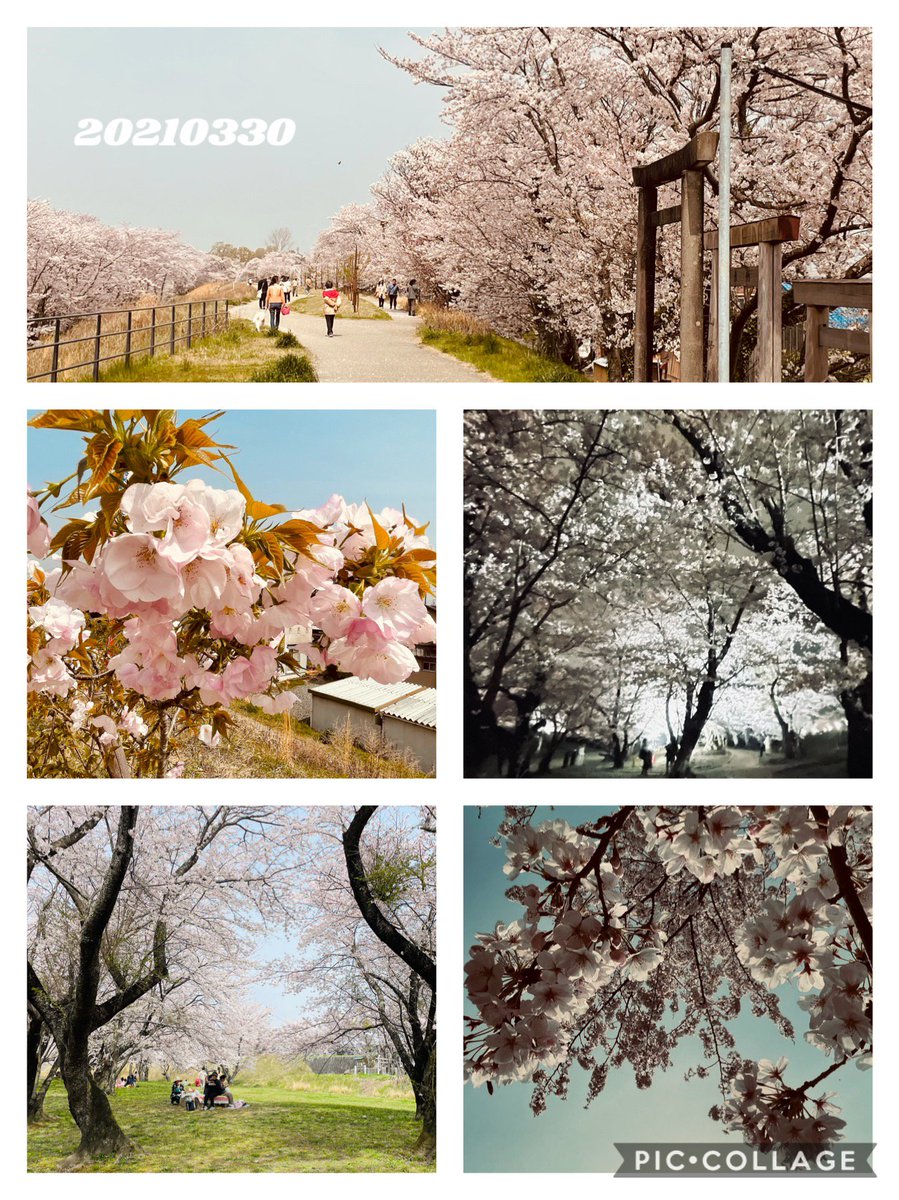 昼間と夜桜両方一日で見てきた!!見頃〜🌸 