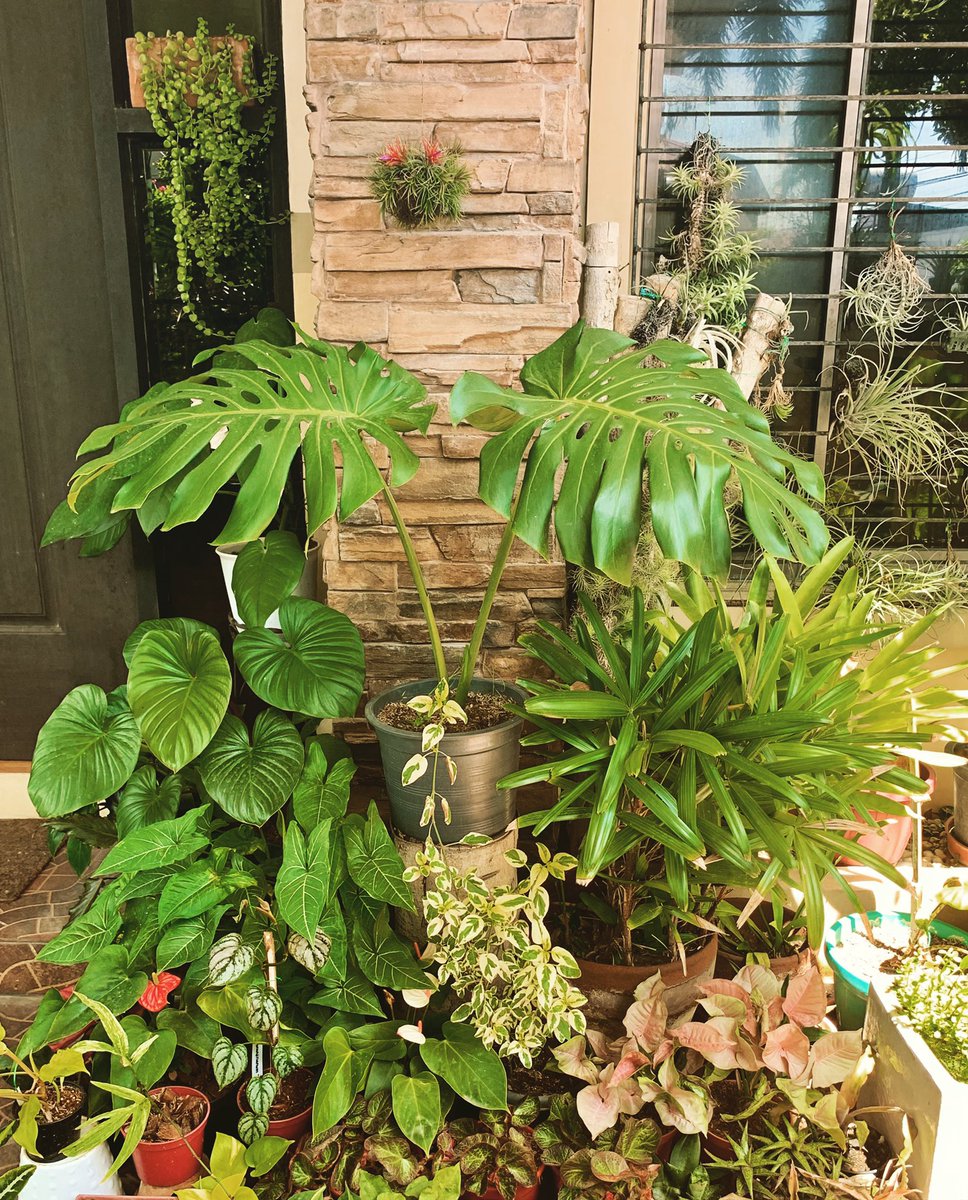 PlantChaser's tweet photo. My front door display. Blessed Tuesday to all. #garden #gardening #plants #plantphotography #plantdisplay #monstera #syngonium #philodendron #begonia #palm #anthurium #amydrium #homalomena #plantsmakepeoplehappy #aroids #araceae https://t.co/7qEr78NAah