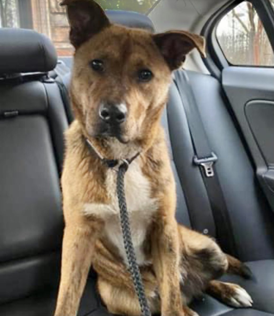 reddogsusie's tweet photo. #TN #MEMPHIS
ππCODE RED Jay 18mo hw+ Has been in foster home where he has been highly aroused & when foster redirected his attentions-he bit them(not breaking skin)This boy needs a good rescue or experienced home! #ADOPT #PLEDGE #RESCUE #FOSTER #MASA3547
https://t.co/FXzywXE17J https://t.co/cb6bmP7Upk