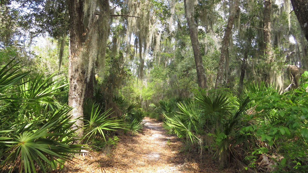 SSLandTrust's tweet photo. On National Take a Walk in the Park Day, we encourage you to visit St. Simons' local parks with your family and friends! Pop into Frederica Park where you can also enjoy the Alice Richards Botanical Trail featured here. https://t.co/MAD6kMrJZq https://t.co/fyaQmJbbNl