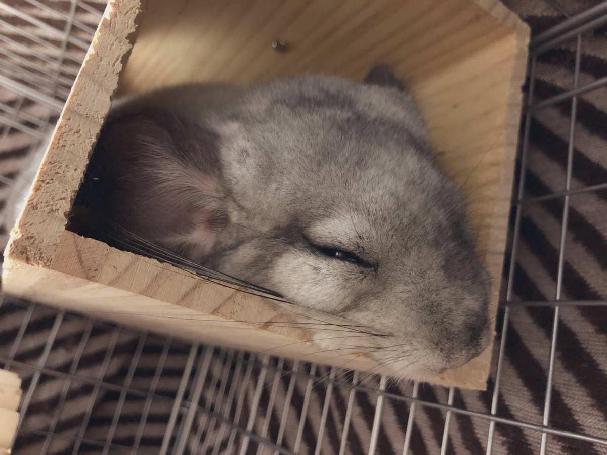 チンチラの雷君と霖ちゃん 牧草投入量37g 廃棄32g 摂取量5g ペレット摂取量g 夜 米国産1stdp オーチャード 各10g 国産1stsp15g ペレットg イタリアンライグラス2g チンチラ チンチラ餌計量 雷くん餌計量