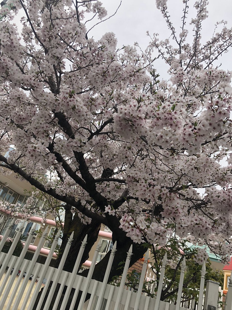 kuroneko__151's tweet photo. @oooadjtgujgjda1 早いですかね、、、笑笑🤔
弟迎えに行った時の桜の写真です！！！笑満開でめっちゃ綺麗です🌸✨ https://t.co/TM6LimN2D1