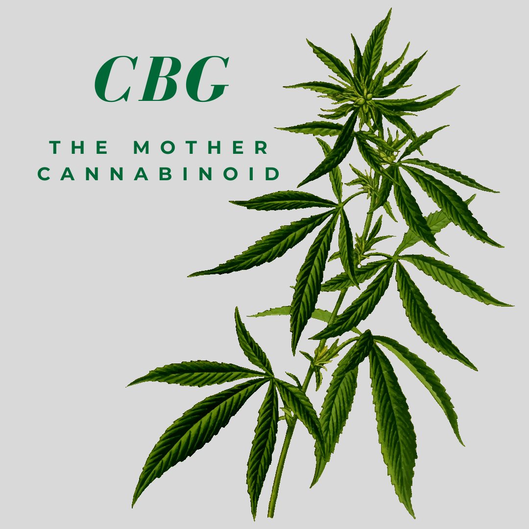 FGF_Maryland's tweet photo. Cannabigerol (CBG)(the rolls Royce of cannabinoids) may block receptors that support cancer growth and and may have neuroprotective effects.

CBG may be useful in treating depression, inflammation is non-psychotrophic. Try some CBG today at  #fourgreenfieldsmaryland! https://t.co/yKf9AYXSzw