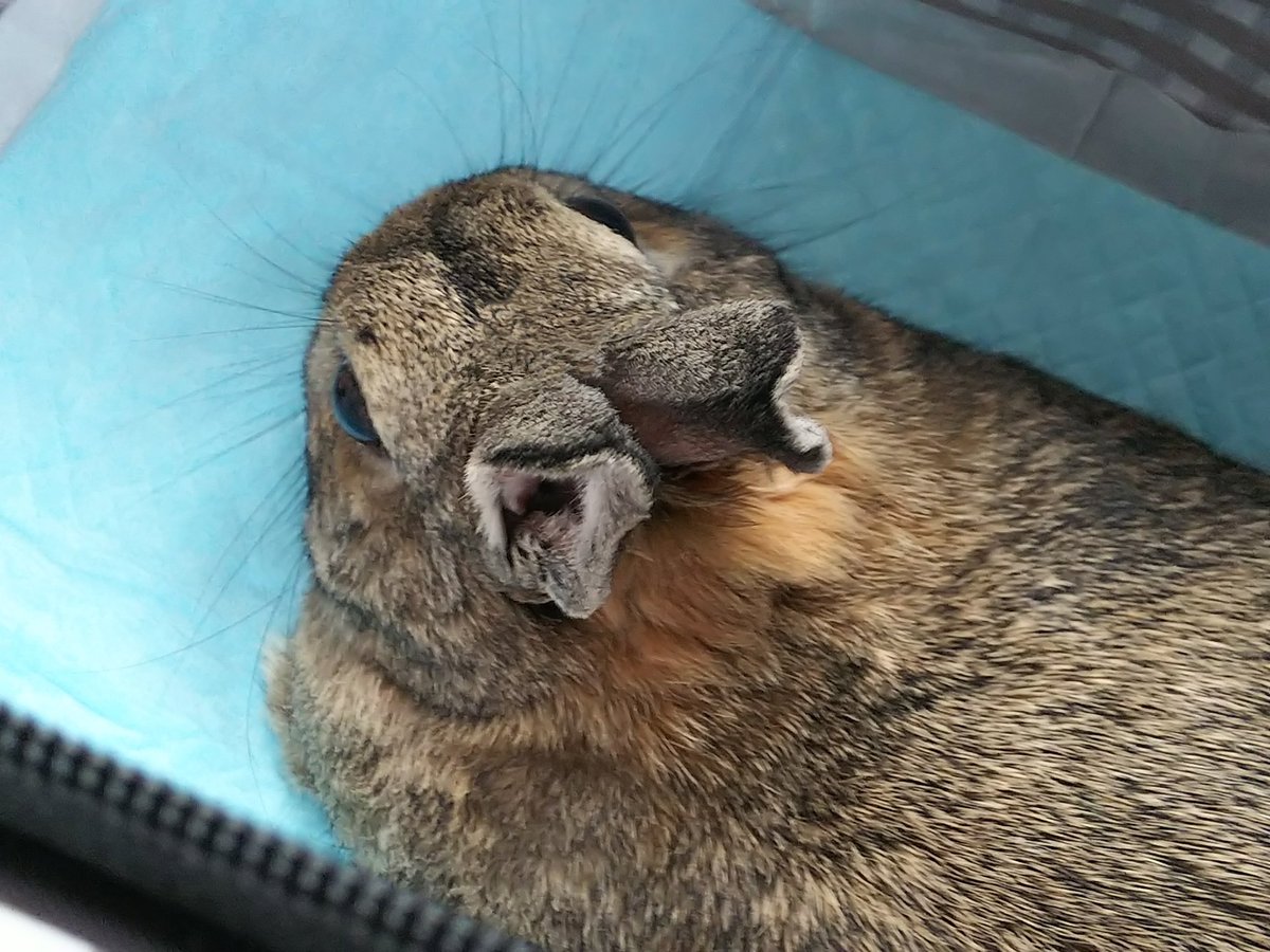 みわエキゾチック動物病院