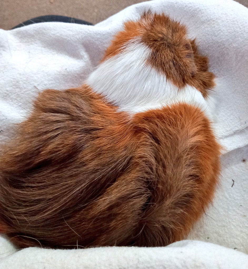 petalthepeeg's tweet photo. It's ok Petal, I don't need to get up anytime soon. #peeg #PetOwnerProblems #GuineaPig https://t.co/EdyGcGy5jg