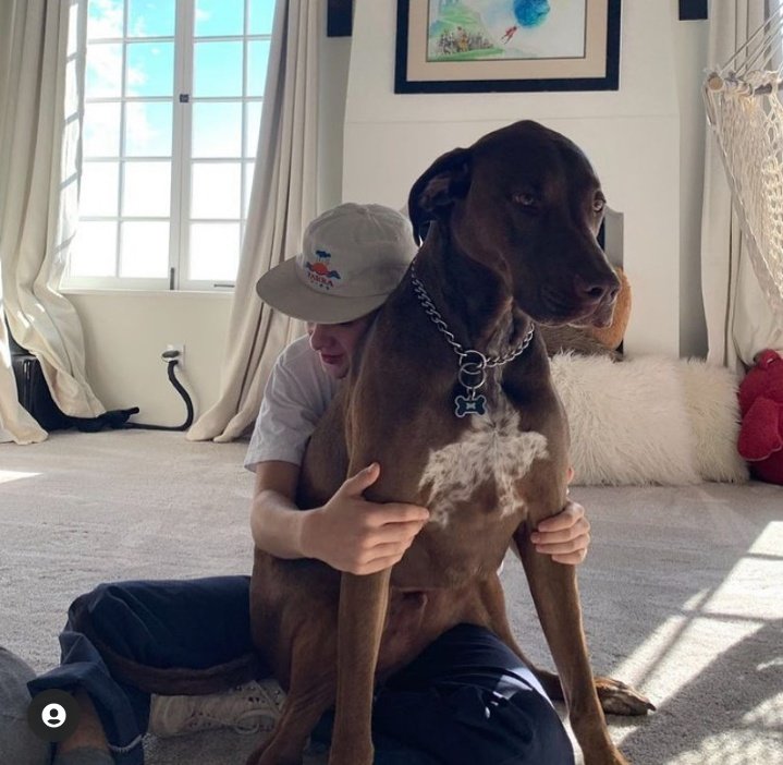 pride_reddie's tweet photo. Acho incrível a forma que o Jaeden tem de consegui se esconder em um cachorro https://t.co/skdId0X1No